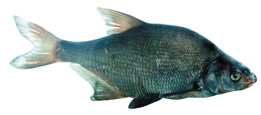 a lahna